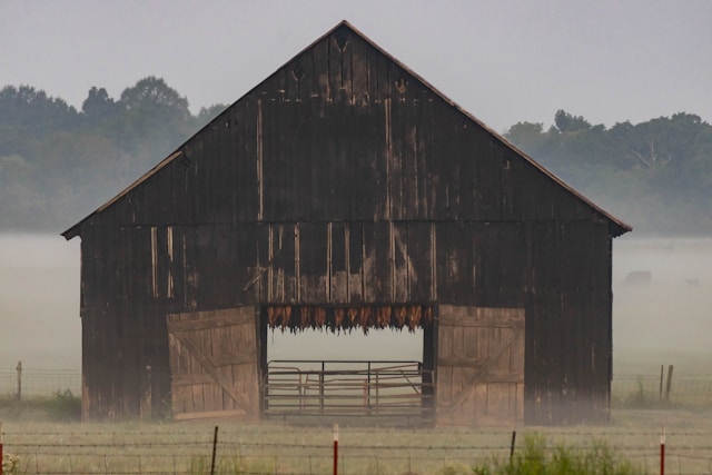 Rustic barn with open doors and hanging tobacco in a misty field.
