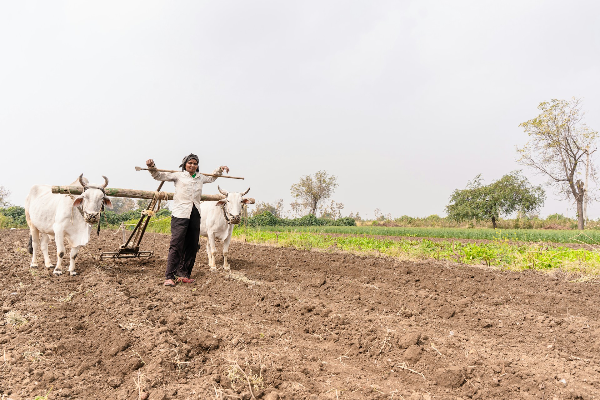 Farmer plowing field with oxen, a traditional food production method.