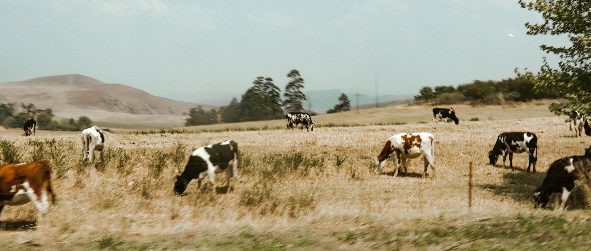 Cows graze in a field, a scene relevant to food history and agricultural practices.