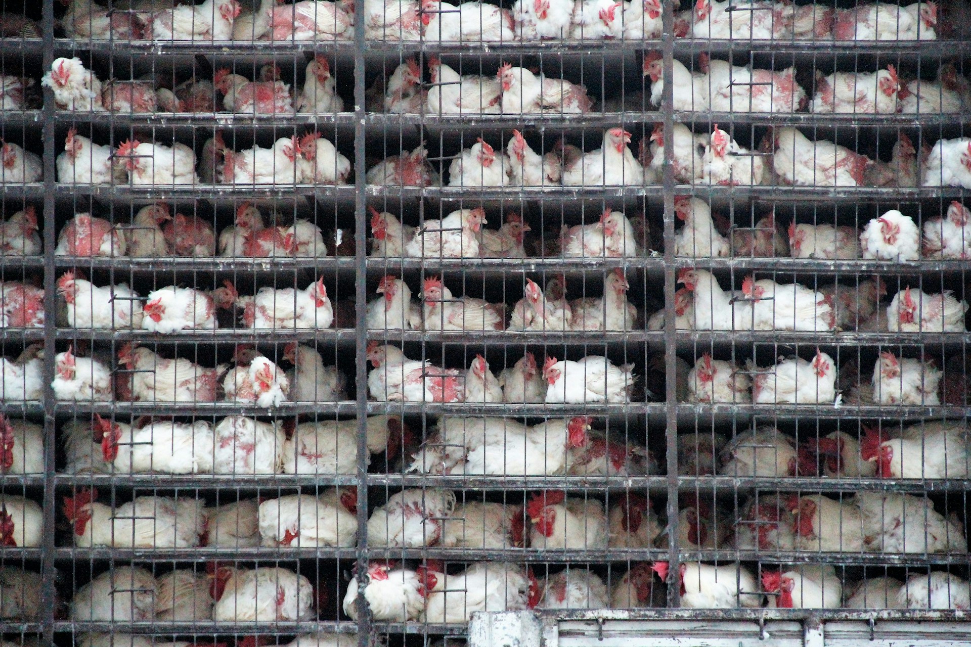 Chickens crammed into cages, an example of factory farming practices in food history.