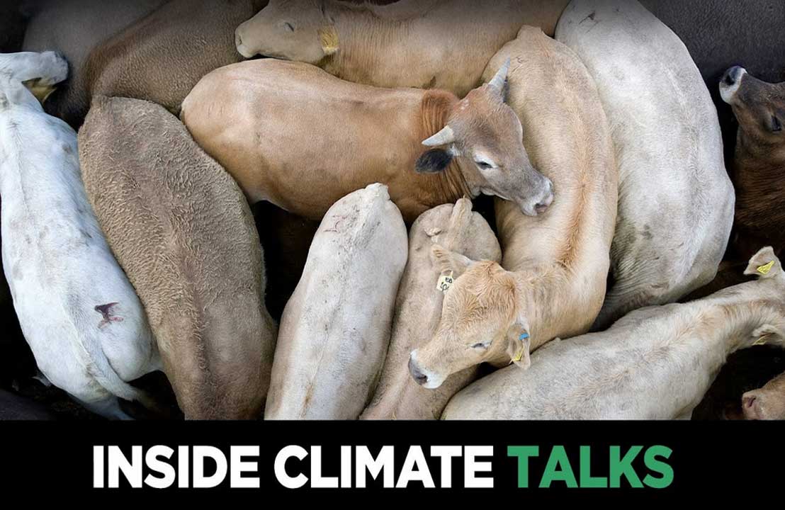 Cows crowded together, highlighting CAFO problems. Inside Climate Talks text overlay.