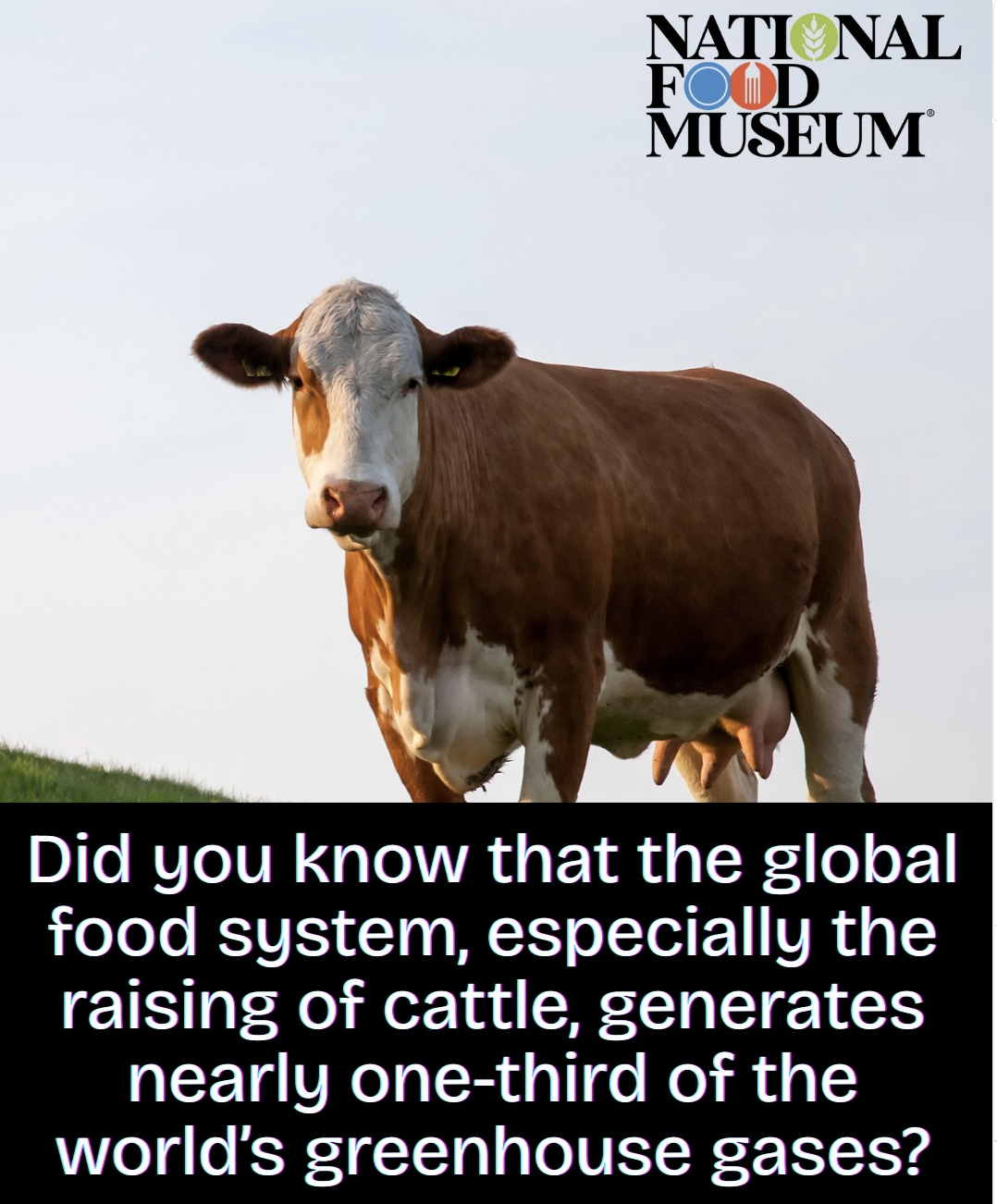 Brown and white cow in a field; cattle farming's greenhouse gas emissions.
