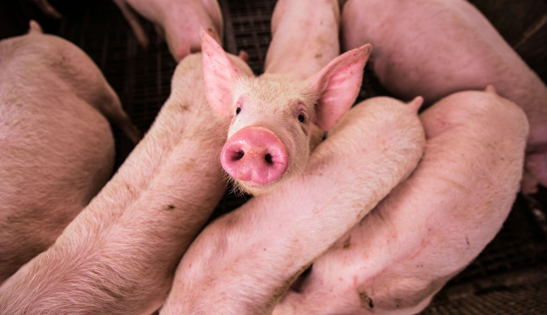 Industrialized Animal Agriculture