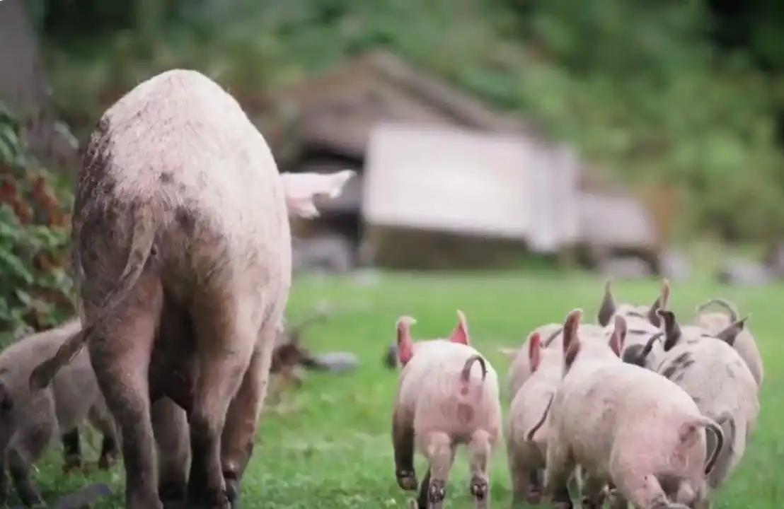 Pig and piglets on a farm. Antibiotic resistance may start here.