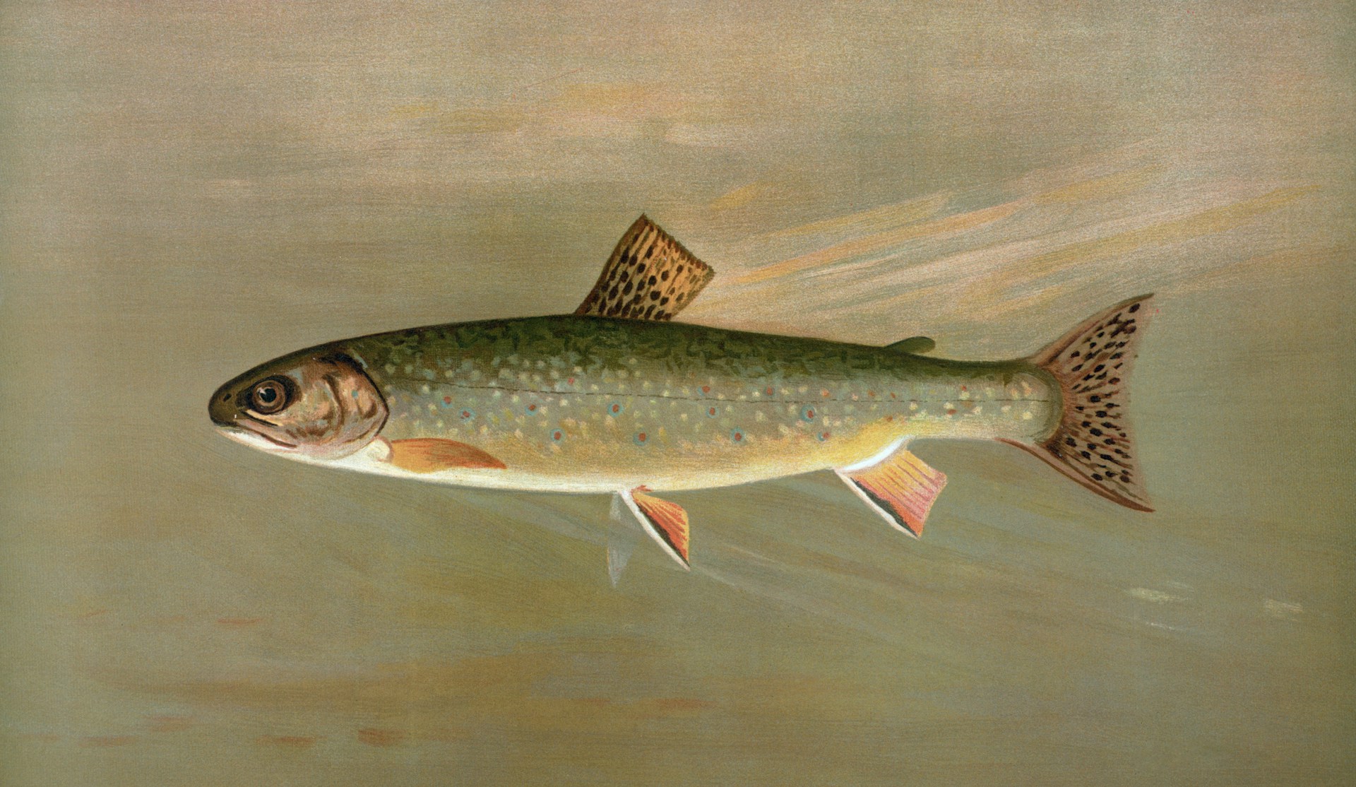 Illustration of a brook trout fish
