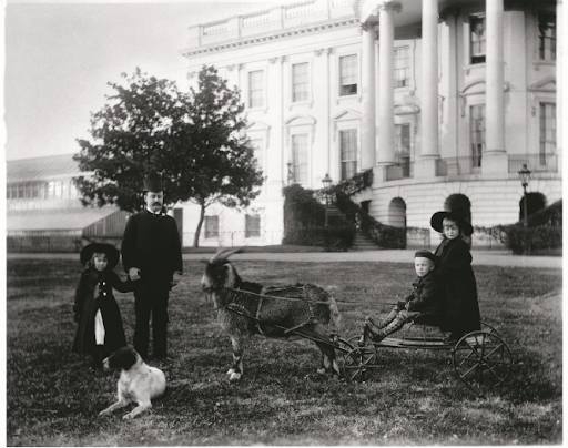 Benjamin Harrison with family and goat carriage on White House lawn.