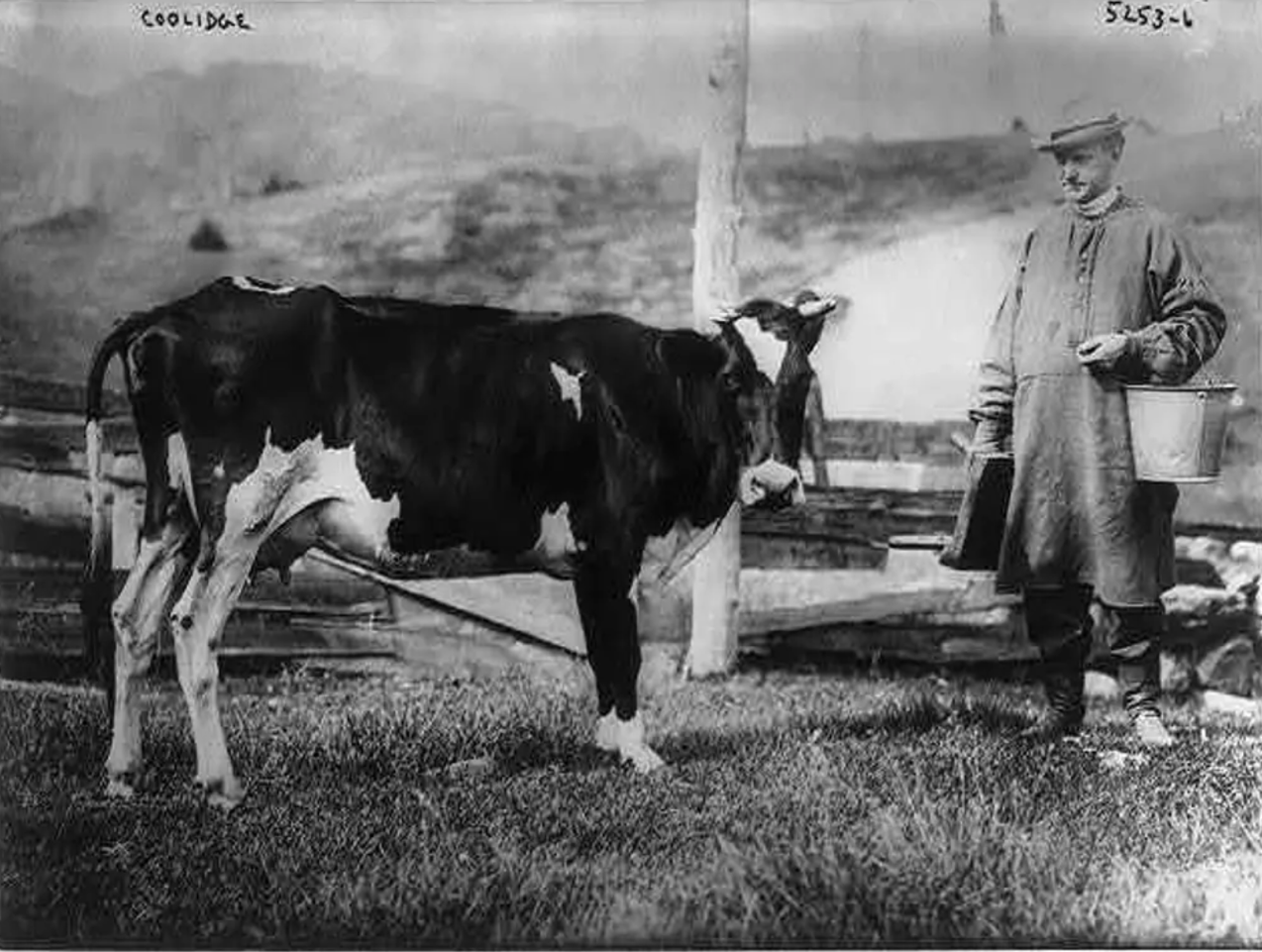 Calvin Coolidge with a cow and pail, 1920s dairy farming.