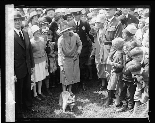 Calvin Coolidge with a raccoon on a leash at a public event.