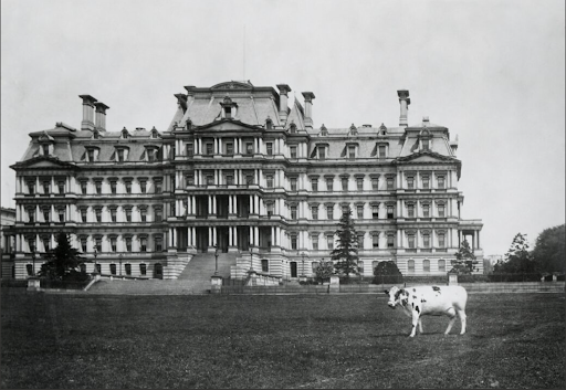 William Howard Taft era: Cow on the White House lawn, circa 1909.