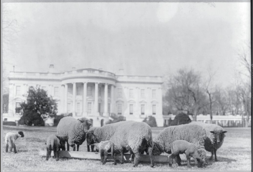 Sheep graze on the White House lawn during Woodrow Wilson's presidency.