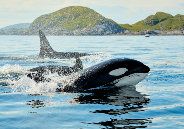 Orcas swimming in the ocean near a grassy island